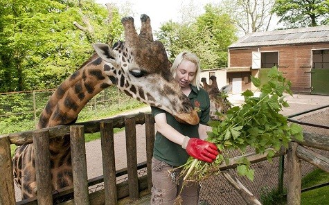 Cây tầm ma là thức ăn của hươu cao cổ Rothschild tại vườn Dudley Zoological