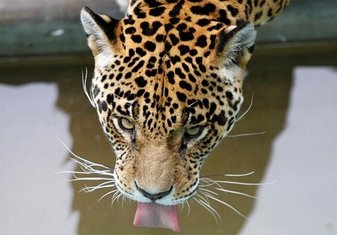 Một con báo đốm Mỹ uống nước tại vườn bách thú Parque de Las Leyendas ở Lima, Peru