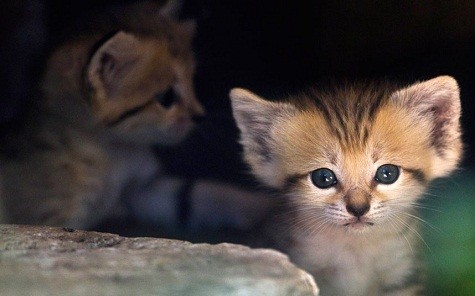 Một con mèo con rất đáng yêu tại công viên Safari Ramat Gan gần Tel Aviv. Bốn chú mèo con này đã được sinh ra ba tuần trước đây tại công viên. Loài mèo này có thể được tìm thấy trong tự nhiên thuộc sa mạc của Bắc Phi và Trung Á.