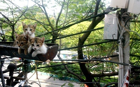 Bức ảnh này được chụp tại thành phố Hồ Chí Minh, Việt Nam. Nhiếp ảnh gia đã ở một quán cà phê và nhìn thấy những con mèo trong máng xối nước trên thành phố.