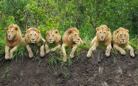 Sáu con sư tử như đang thư giãn trong một nhà hàng tại Serengeti ở Tanzania, châu Phi, vào một buổi sáng.
