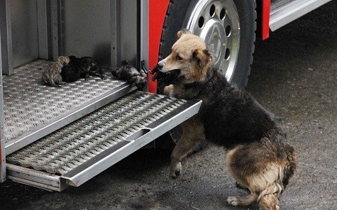 Một con chó mẹ đang cứu những đứa con của mình khỏi một đám cháy ở thành phố Temuco Chile.