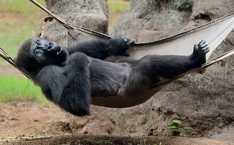 Khỉ đột nằm trong một cái võng của nó tại vườn thú Atlanta ở Georgia, Hoa Kỳ