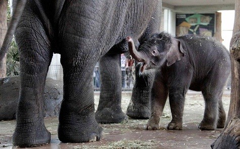 Một con voi mới được sinh ra và đang được mẹ Pang Pha của nó cho ăn tại vườn thú Berlin