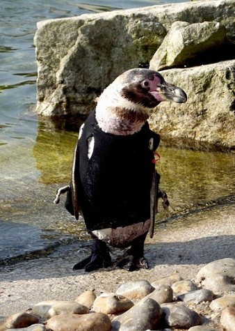 Chú chim cánh cụt này được bảo vệ làn da trong quá trình thay lông bởi một chiếc áo giáp ấm áp, giữ nhiệt.