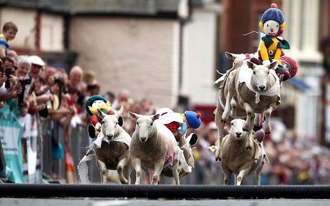 Một cuộc đua của những con cừu cõng trên lưng những con thú bông được tổ chức trên một đường phố trong thị trấn của Moffat Dumfriesshire, Scotland