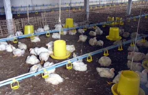Không chỉ có các hộ dân miền Bắc chăn nuôi gà theo mô hình trang trại đang lâm vào cảnh bi thảm, bán không được mà giữ cũng chẳng xong...(Ảnh: Báo Hải Phòng)