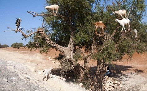 Những con dê leo lên một cái cây để ăn trái của nó tại Essaouira, Ma-rốc