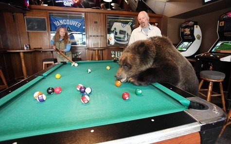 Mark và Dawn Dumas chơi bi – da với một con gấu mới được 18 tuổi Billy gần Vancouver, Canada.