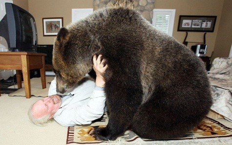 ... Mark Dumas, 61 tuổi, vật lộn với gấu Billy tại nhà của họ tại Abbotsford, Canada.