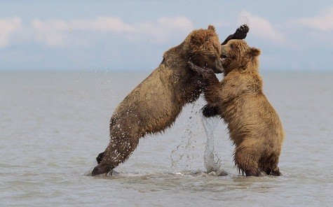Hai con gấu trưởng thành đang chơi đùa ở hồ Clark National Park, Alaska