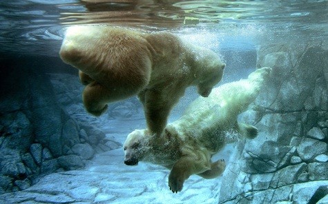 Hai con gấu Bắc cực đang chơi đùa với nhau tại Brisbane, Australia