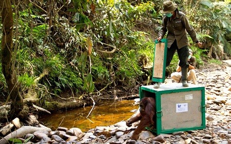 Một con đười ươi đực trẻ bắt đầu bước những bước đầu tiên của mình vào tự nhiên sau nhiều năm được lưu giữ như là một vật nuôi bất hợp pháp của công nhân trồng cọ dầu. Ape đã được đưa đến rừng Bukit Batikap