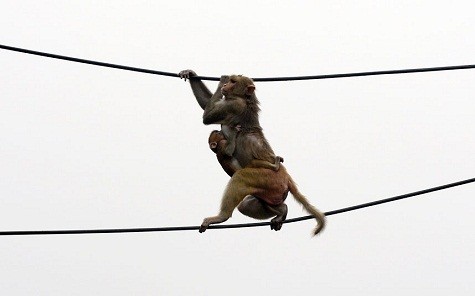 Một con khỉ macaque với đứa con đang ôm chặt thân của nó cùng đi qua đường dây điện phía trên một bãi đậu xe ở New Delhi