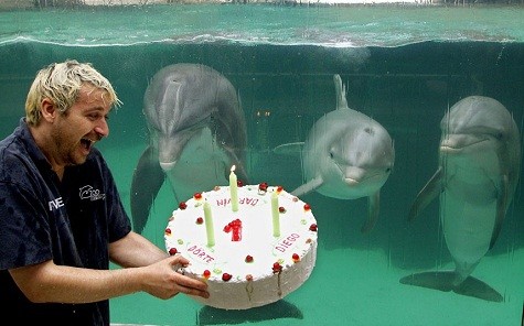 Huấn luyện viên Thomas Lange đang giữ một chiếc bánh sinh nhật đầu tiên cho cá heo Diego, Doerte và Darwin tại vườn thú ở Duisburg, miền Tây nước Đức