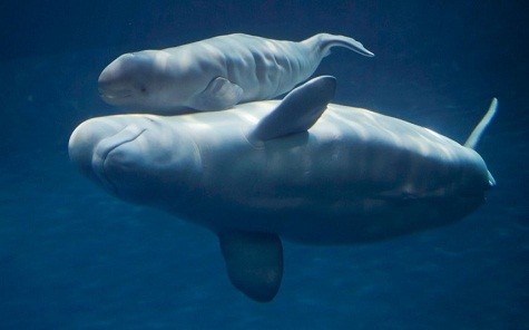 Mauyak, một con cá voi beluga tại Chicago Shedd Aquarium, bơi với đứa con mới sinh của mình tại hồ cá Abbott Oceanarium