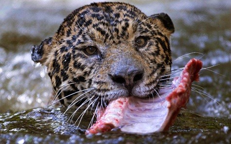 Một con hổ còn nhỏ đang gặm xương trong một cái hồ ở Sanctuary NEX Corumba, phía Bắc của Brasilia, Brazil