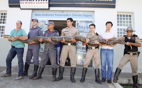 Một con rắn Anaconda bốn mét được bắt bởi cảnh sát môi trường và nhân viên cứu hỏa trong một khu vực nông thôn của bang Minas Gerais, Brazil. Anaconda đang mang thai và đã được mang đến khu bảo tồn động vật.