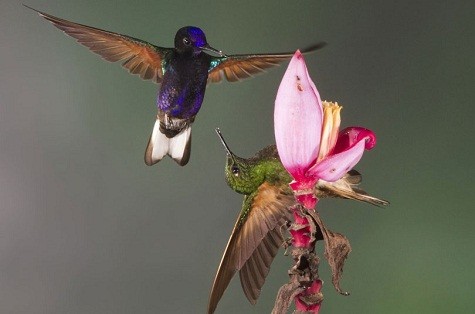 Hai con chim ruồi - miện nhỏ đang chiến đấu trên một bông hoa chuối đầy màu sắc tại Mindo, Ê-cu-a-đo