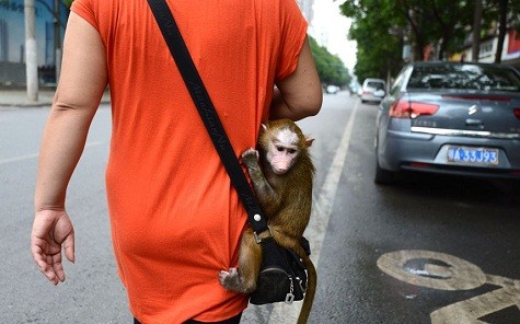 Wang Yuping quan tâm đến một con khỉ đầu chó còn khá nhỏ bị mẹ bỏ rơi ở Vũ Hán, tỉnh Hồ Bắc, Trung Quốc
