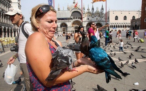 Một người phụ nữ trên Quảng trường St Mark ở Venice đang cho những con chim bồ câu ăn.