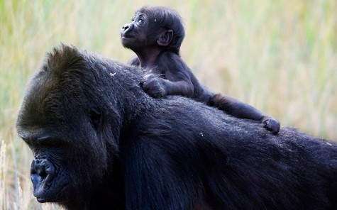 Gorilla mới sinh ở vườn thú Cheyenne Mountain, Colorado Springs chưa được đặt tên nhưng đã chứng tỏ sức mạnh của mình bằng cách treo lên lưng và bụng của mẹ mình. Vườn thú đang tổ chức cuộc thi cho công chúng để đặt tên cho con khỉ đột bé nhỏ này.