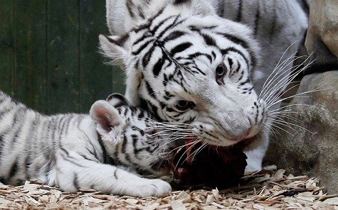 Con hổ màu trắng Bengal chia sẻ thức ăn với mẹ Suraya Bara ở sở thú Liberec, Cộng hòa Séc.