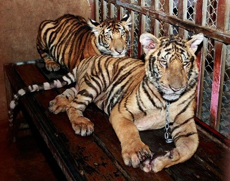 Hai con hổ bị xiềng xích và giam giữ trong một cái lồng trên tầng thượng của một tòa nhà chung cư ở ngoại ô của Bangkok. Người đàn ông Thái Lan này đã bị bắt vì giam giữ bất hợp pháp 6 con hổ hoang dã.