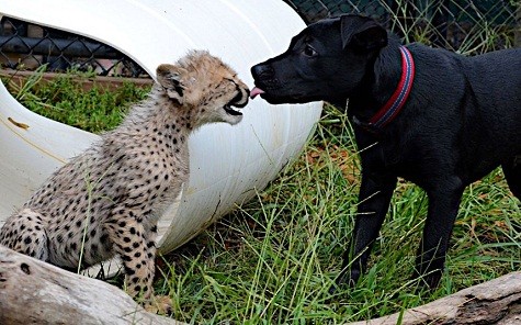Con chó đang chơi đùa với một con báo nhỏ tại vườn bách thú Cincinnati ở Mỹ.
