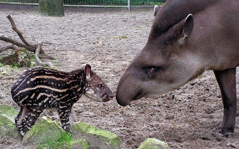 Con lợn nòi Nando đi ra ngoài ánh nắng mặt trời với mẹ Peggy ở sở thú tại Jaderberg, Đức.