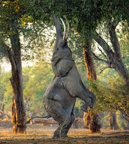 Một con voi đứng trên chân sau đ ể v ới lá cây trong một khu rừng tại Mana Pools đuợc UNESCO công nhận di sản thế giới ở Zimbabwe. Nhiếp ảnh gia Morkel Erasmus ghi lại khoảng khắc này, và vô tình đã khiến voi Mana Pools trở nên nổi tiếng.