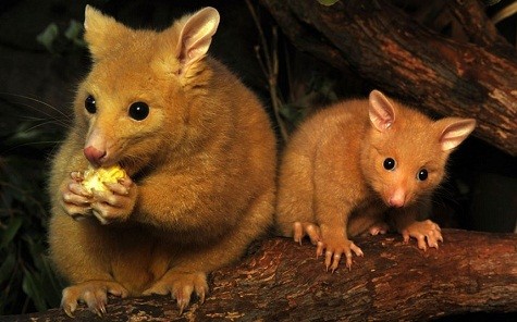 Một con chuột túi 5 tháng tuổi đang ngồi gần mẹ mình, Cascade, ở sở thú Wild Life tại Sydney.