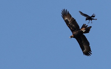 Đại bàng đang chiến đấu với một con quạ trên bầu trời ở Gunnedah, Australia.