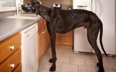 Con chó cao nhất thế giới, Zeus, đang uống nước từ vòi nước nhà bếp ở Otsego, bang Michigan, Hoa Kỳ.