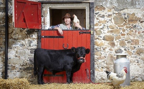Con bò có thân hình ngắn nhất Archie, 16 tháng tuổi Dexter Bull, tại khu chăn nuôi ở Bắc Ireland.