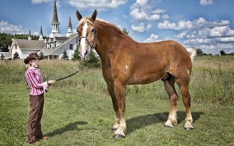 Con ngựa cao nhất là Big Jake, tại trang trại Smokey Hollow ở Poynette, Wisconsin, Hoa Kỳ.