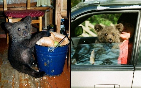 Hai con gấu hoang dã đuợc cưu mang và nuôi dưỡng trong gia đình của một nguời dân.