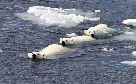 Một gia đình gấu Bắc cực đang bơi. Hình ảnh này đã được ghi lại bởi hướng dẫn viên và nhiếp ảnh gia Paul Goldstein tại Spitsbergen ở Na Uy.