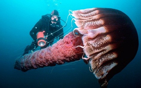 Một thợ lặn bơi với một con sứa khổng lồ ở Thái Bình Dương ngoài khơi California.