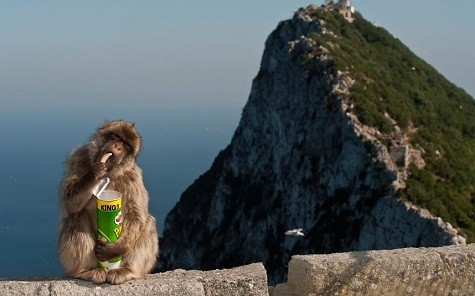 Một con khỉ Barbary đang có một bữa ăn rất ngon lành sau khi lấy trộm đồ ăn từ một khách du lịch ở Gibraltar.
