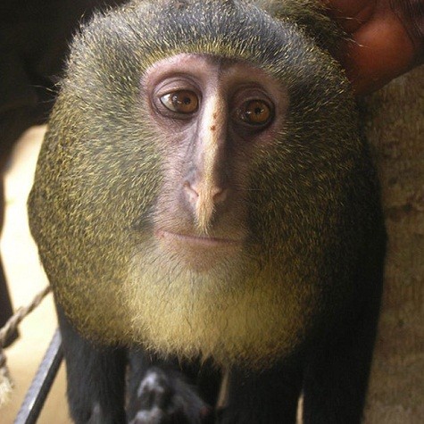 Đây là một loài khỉ mới đã được tìm thấy ở châu Phi.