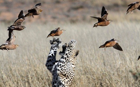 Con báo đốm đang cố gắng kiếm ăn và con mồi là những con chim đang bay. Nhiếp ảnh gia Matt Tiên Tri chụp được hình ảnh này khi vượt qua biên giới giữa Botswana và Nam Phi.