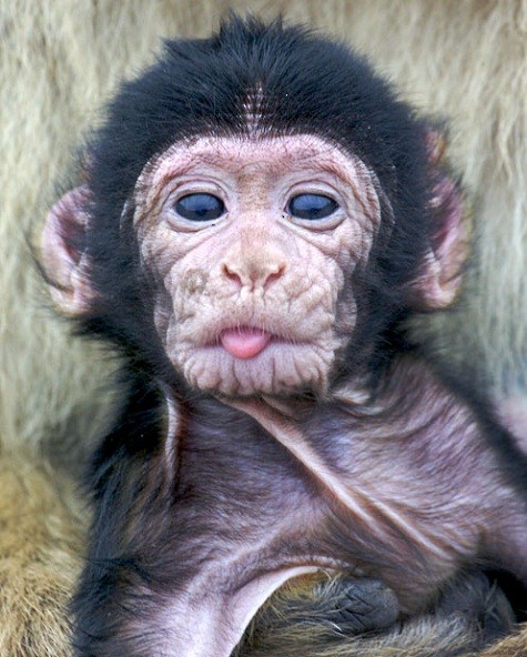 Con khỉ táo bạo lè lưỡi của mình trêu chọc nhiếp ảnh gia Andrew Forsyth ở Gibraltar, Anh.
