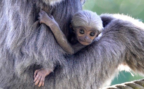 Vượn mẹ Pangrango giữ con tại vườn thú Hellabrunn tại Munich, miền Nam nước Đức.