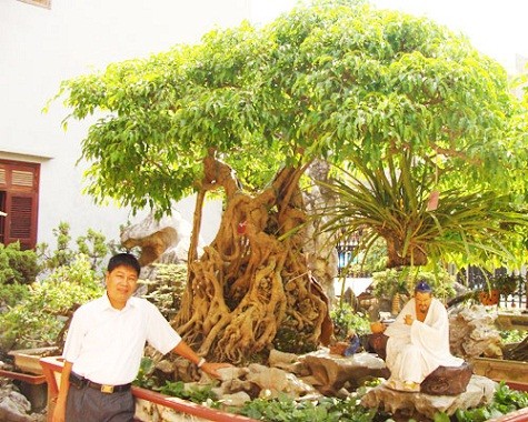 3. Ông Bụt "Ông bụt” là cây tùng có tuổi đời hơn 500 năm, thuộc sở hữu của Phạm Văn Toàn (Toàn đôla) ở Việt Trì, Phú Thọ. Cây còn được gọi là “đại cổ tùng”, liệt vào hàng có một không hai trong làng sinh vật cảnh Việt Nam. Cây được định giá 1,2 triệu USD