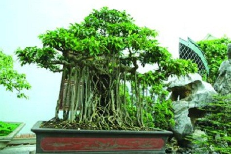 5. Dáng làng “Dáng làng” là cây sanh có tuổi đời 200 năm, cây thuộc sở hữu của đại gia Toàn đôla. Cây sanh này được anh mua trong Huế với giá 3 tỷ đồng từ mấy năm trước. Đến nay, đã có người trả giá 22 tỷ đồng nhưng anh chưa bán.
