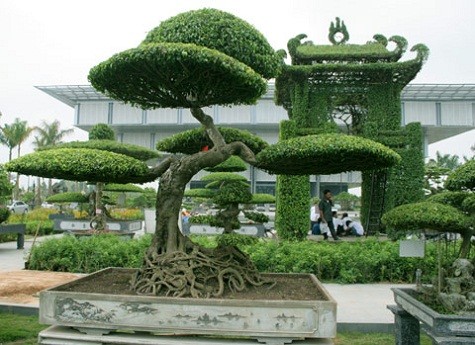 8. Dáng Thăng Long Là cây sanh của ông Hoàng Quân (Thái Bình) đã có người ở trong Sài Gòn trả tới 60 tỷ đồng nhưng ông Quân không bán.