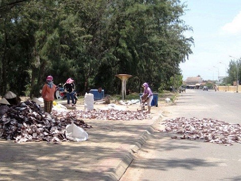 Mực, cá khô phơi đầy đường cạnh một bãi rác trên đường Độc Lập, TP Tuy Hòa - Phú Yên