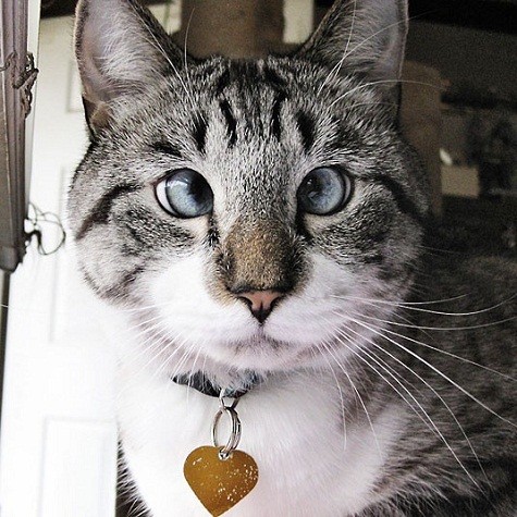 Spangles là chú mèo lác nhưng có bộ lông và màu mắt tuyệt đẹp