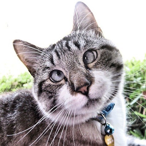Đôi mắt lác có màu xanh nhạt tuyệt đẹp của mèo Spangles